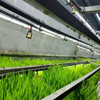 Automated Indoor Farming System Hydroponic Barley Grass Fodder Growing Container Farm 