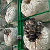 40ft Shipping Container Mushroom Greenhouse Smart Vertical Mushroom Growing Container Farm 
