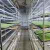 Automated Indoor Farming System Hydroponic Barley Grass Fodder Growing Container Farm 
